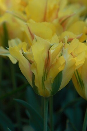 IMG_2469copie2