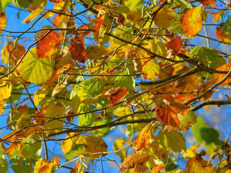 AUTOMNE PERIGORD 7758 copie