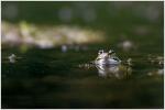 3 Galuchet grenouille eau reflets face 260716