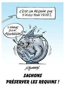 Requin aquarium