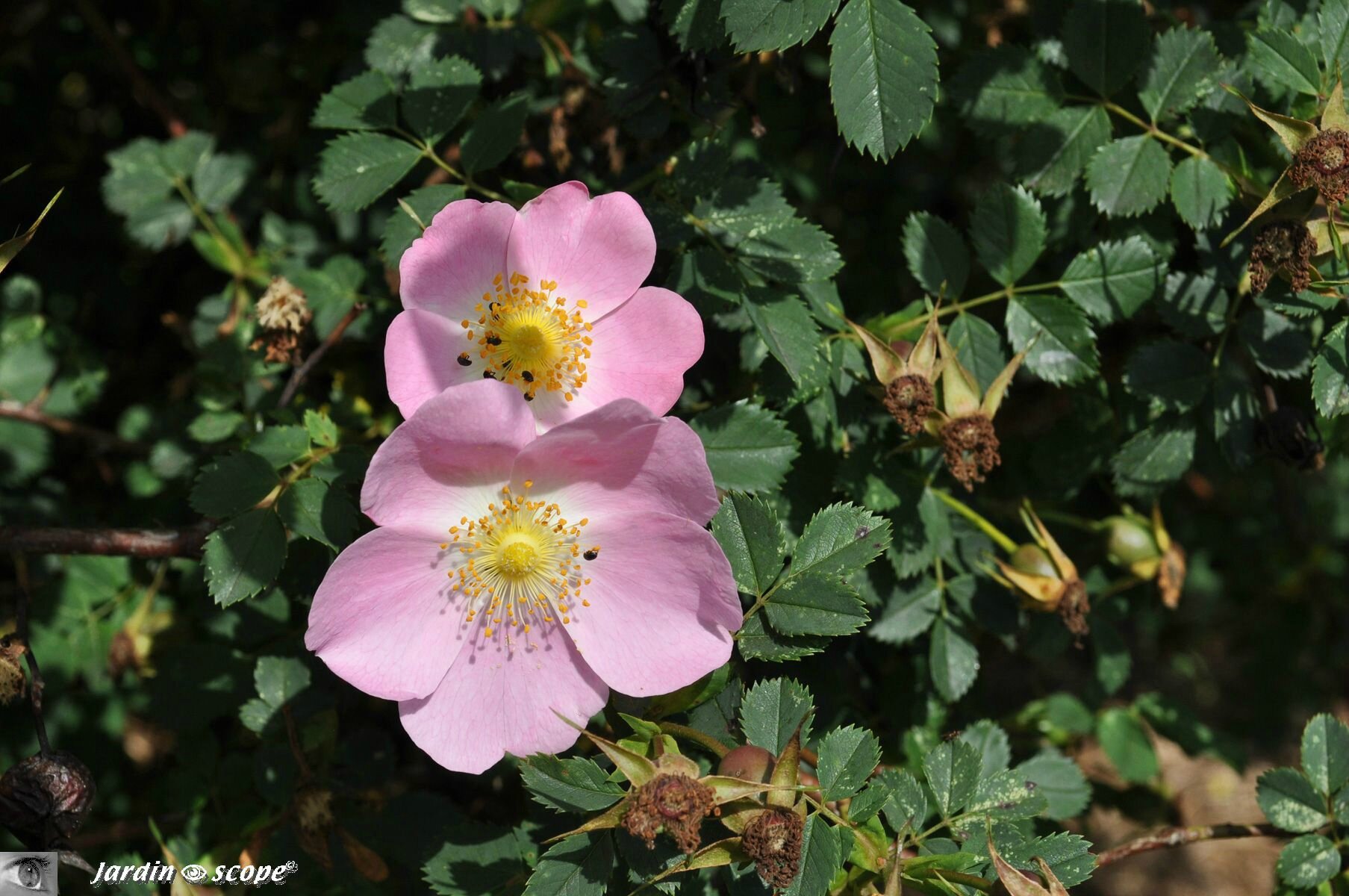 Rosier botanique Rosa x hibernica