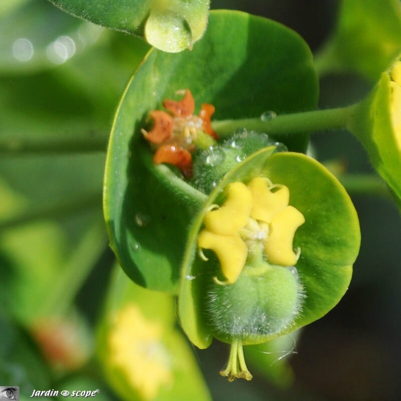 Euphorbe de Corse • Euphorbia characias