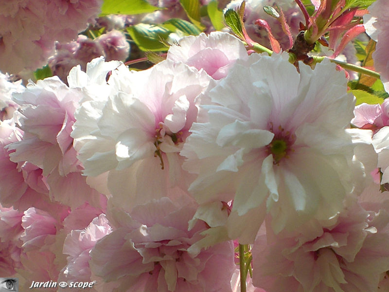 Les cerisiers sont en fleurs...doubles