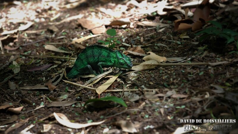L'endormi - Caméléon panthère (Furcifer pardalis) - Île de la Réunion