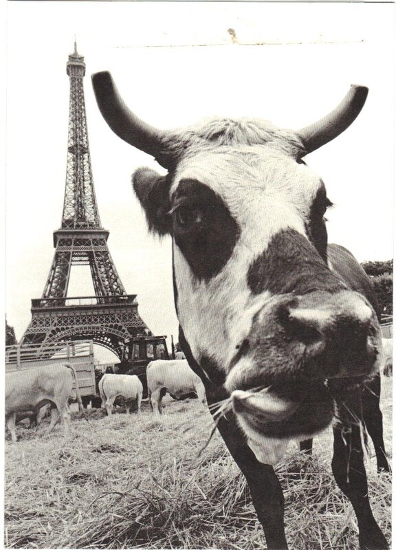 vache_normande_parisienne