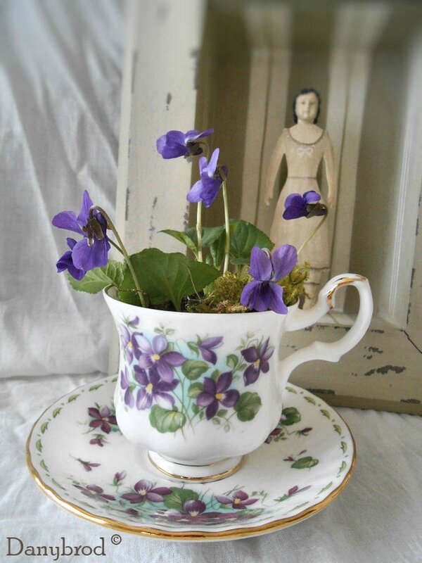 violettes3