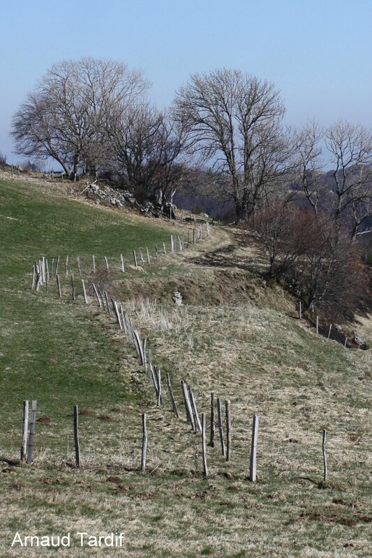 0034 Paysage d'Auvergne - Vue de la D636 en direction du Col de la Croix St Robert BLOG