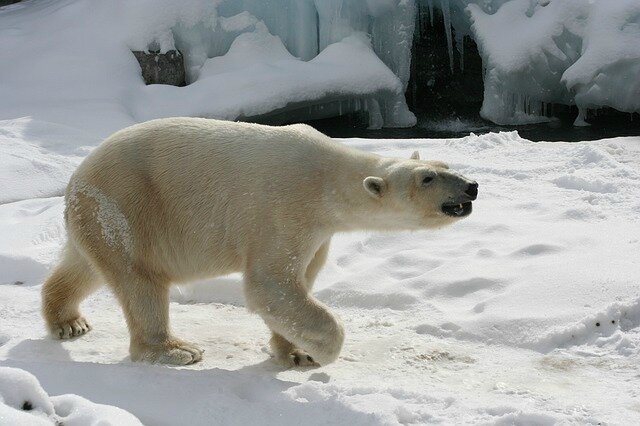 polar-bear-640895_640