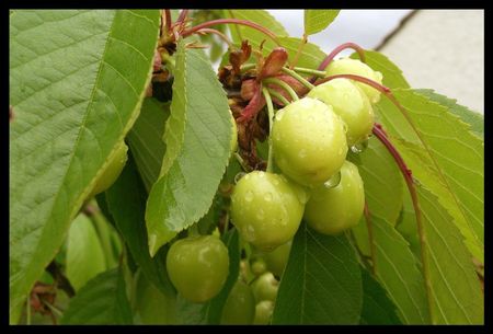 30-cerises vertes