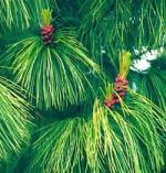 Pinus sibirica -Cônes mâles 6