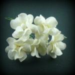 fleurs-de-guimauve-blanc
