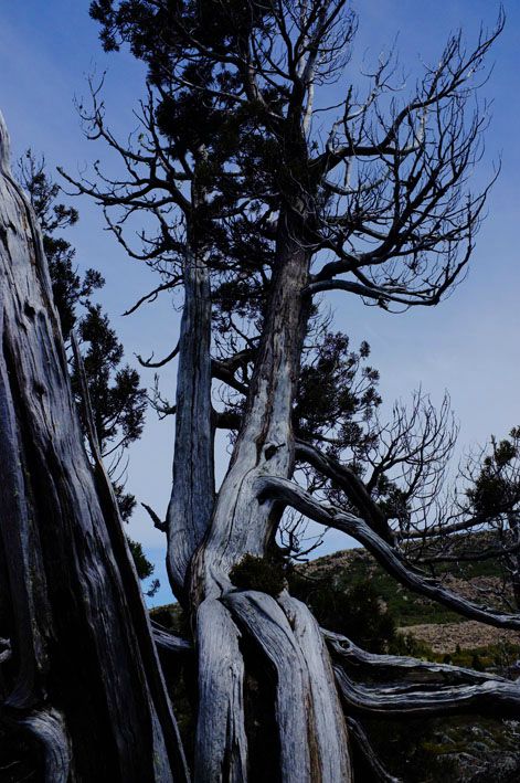 pines