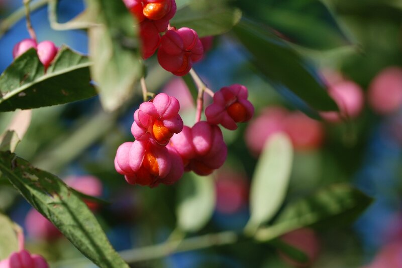 Si vous connaissez cet arbre aux jolies fleurs d'automne, je suis preneuse!