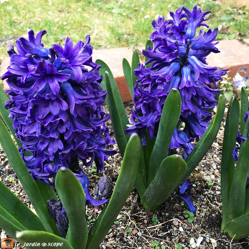 Jacinthes-bleues