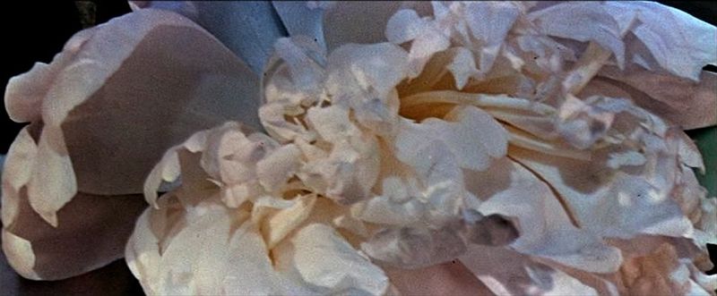 pivoine