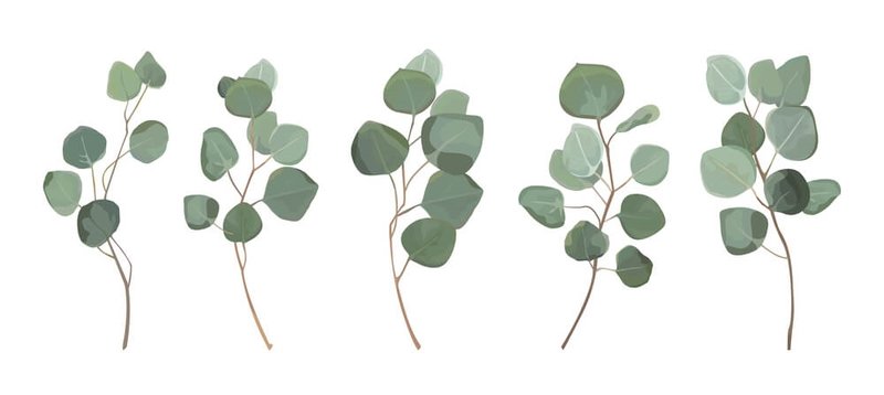 eucalyptus-leaves