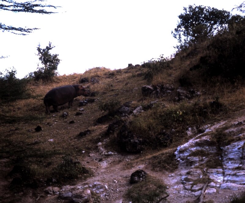 amboseli hippo k