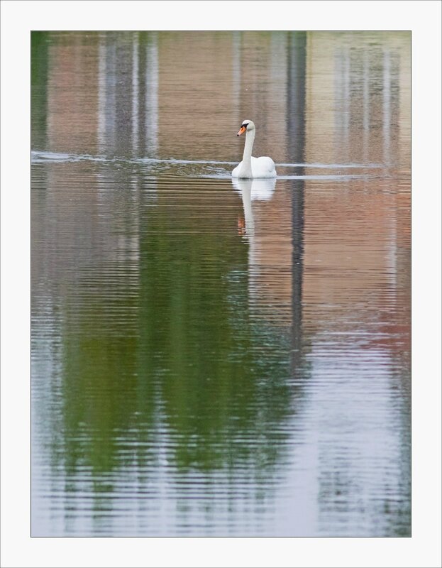 ville oiseau cygne reflets maisons 101017 2 vertic