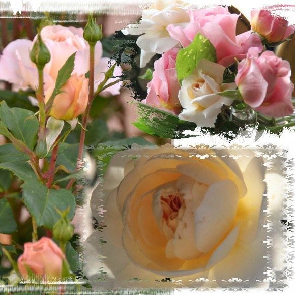 rose 2 2012