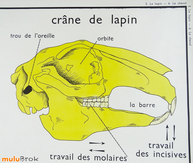 Affiche-scolaire-CHEVAL-LAPIN-10-muluBrok