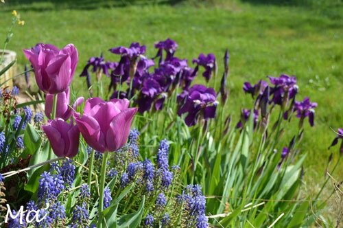 140406_iris2