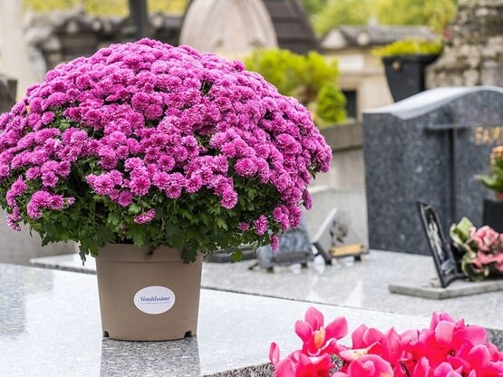 chrysantheme-article