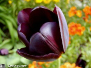 Tulipe Reine de la Nuit