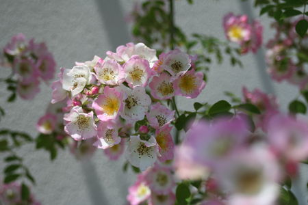 Jardin_rosier_fleurs