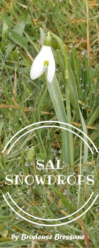 SAL SNOWDROPS by BB