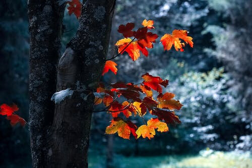 automne_14