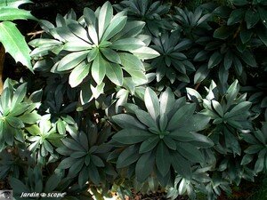 7408_Ilex_cassine