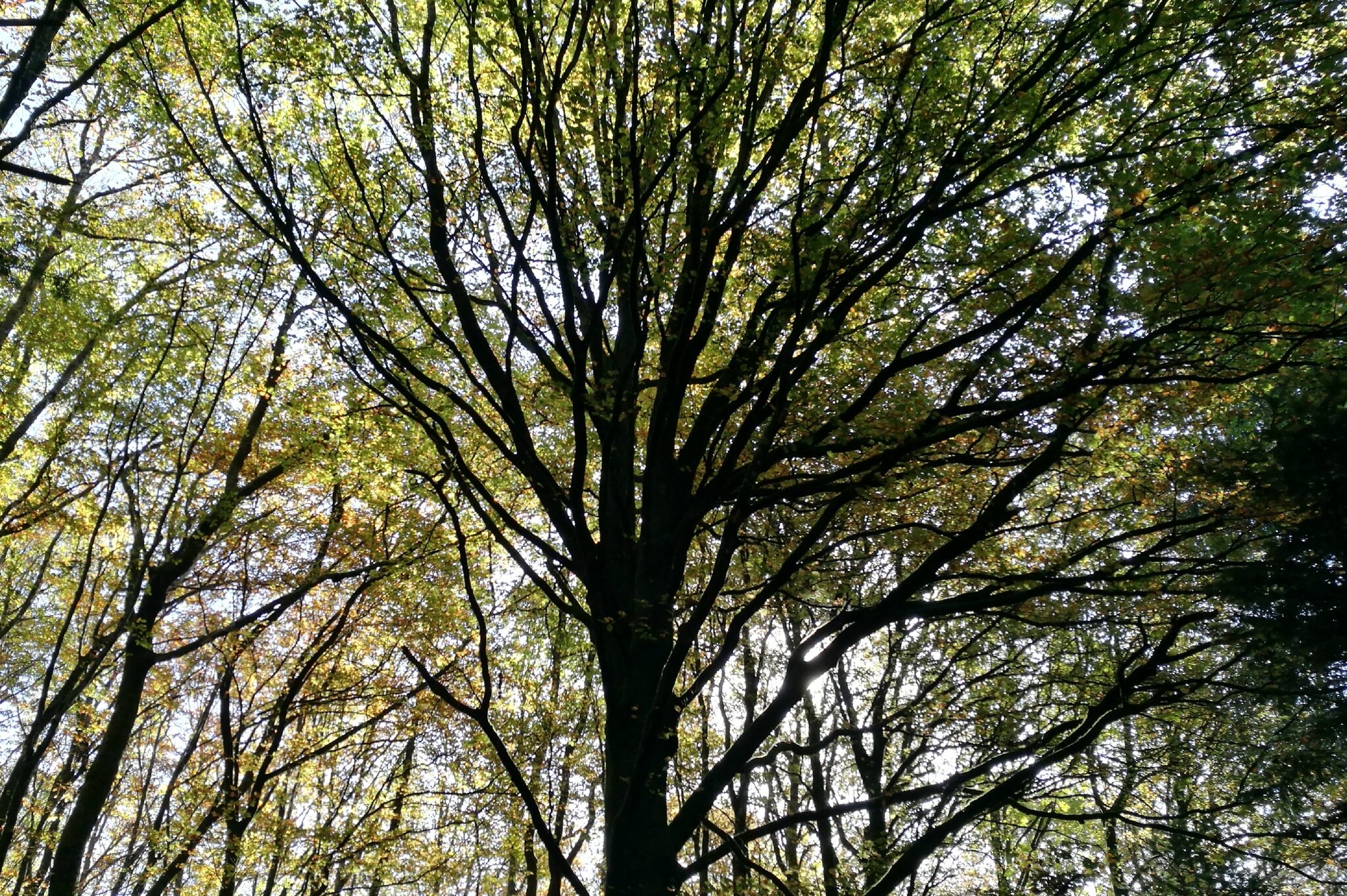 Corancy, arbre (58)