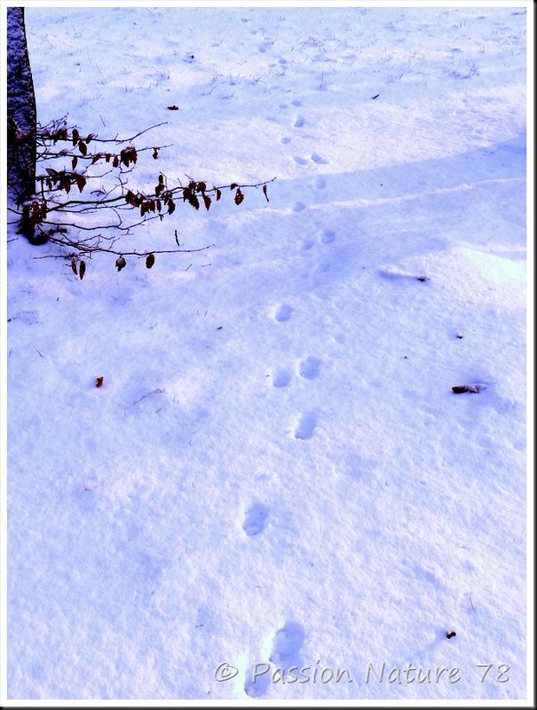 Cerfs et sangliers dans la neige