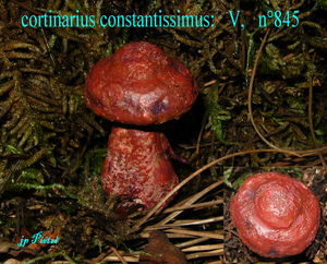 cortinarius_constantissimus__n_845