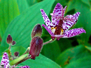 Tricyrtis