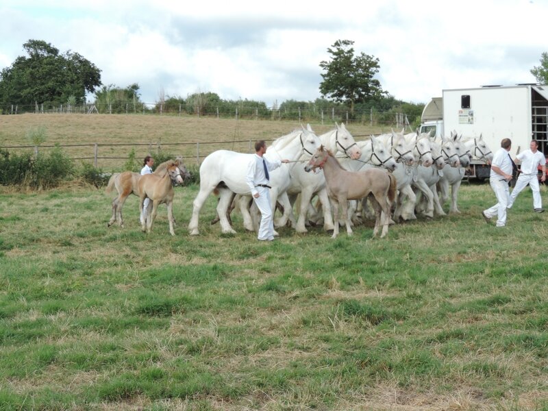 Pomme du Marais, Mirtille du Marais, Belle de Nuit duMarai, Qualice du Marais, Rose du Marais, Aurore du Marais 2, Cerise duMarée deTer, Tamara du Marais, Toscane du Marais et Quinette du Marais - 24 Juillet 2016 - National Boulonnais - 1er (Prix d'ensembl