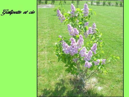 lilas