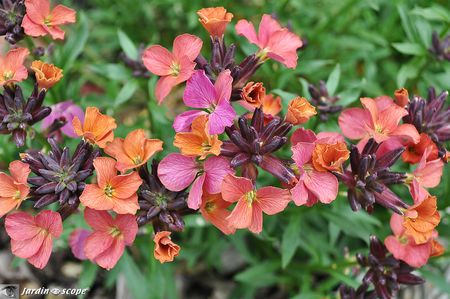 Erysimum-Constant-Cheer