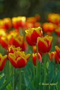 IMG_2305copie2