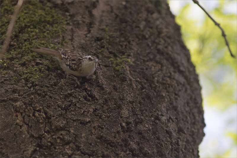 Oiseau grimpereau attrape insecte 2 210421