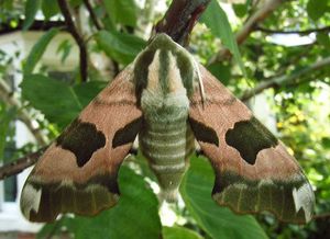 800px_Lime_hawk_moth