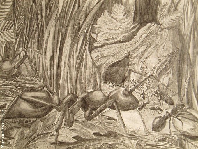 La fourmilière (crayon HB)