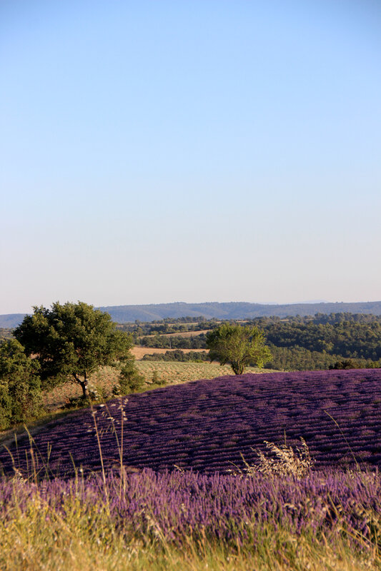 valensole_paysage_lavande_provence