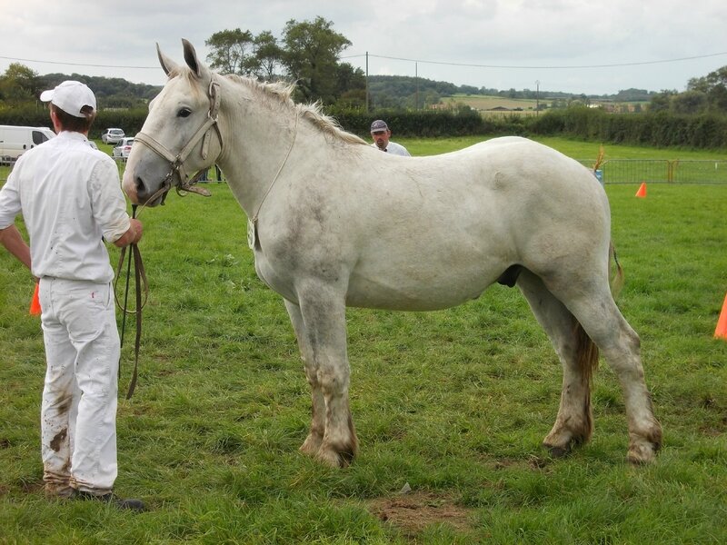 Divin du Boncoin - 26 Septembre 2015 - National Etalons - 5e (2 ans - petites tailles)