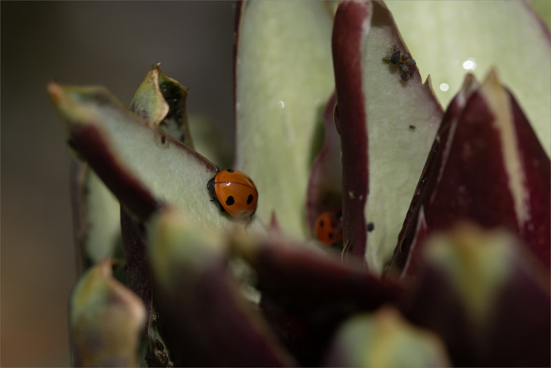 macro coccinelles accoupl 200623 0