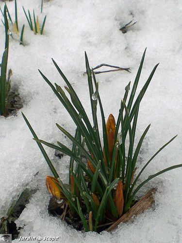 Crocus sous la neige