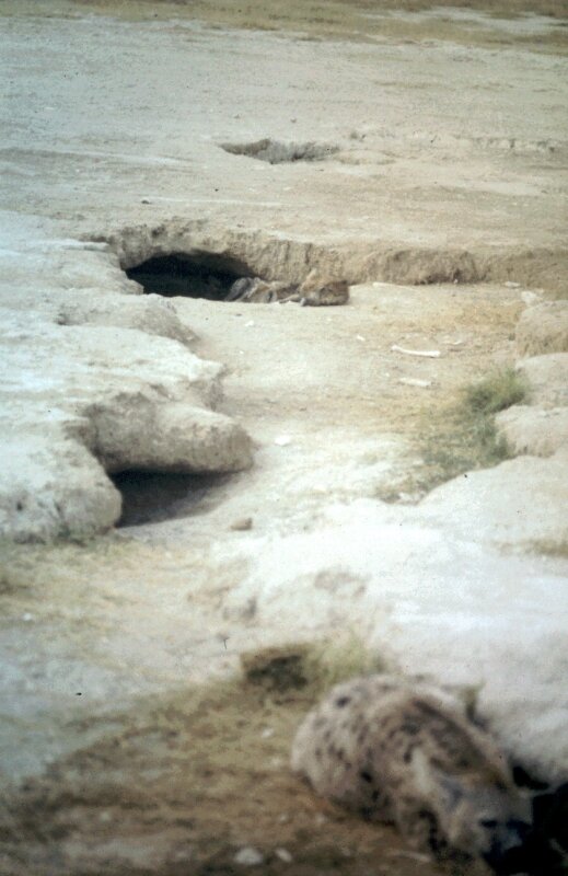 amboseli hyene c