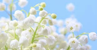 muguet 2