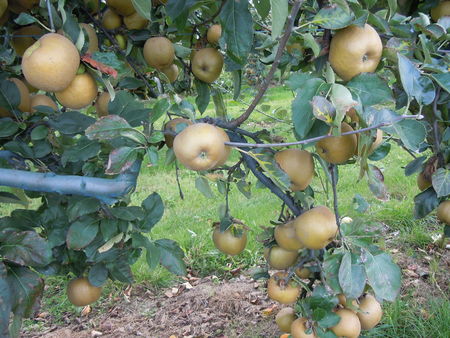 Pommes Canada