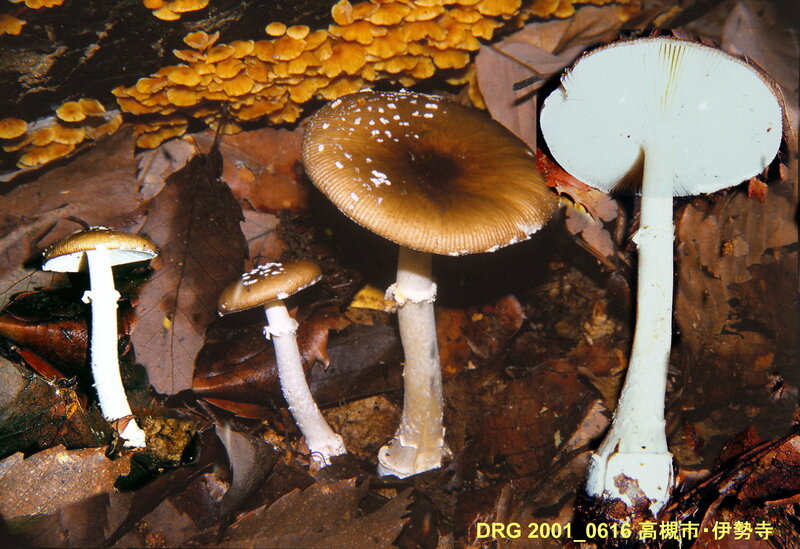 Amanita_pantherina_ibotengu_2001_0616_mont
